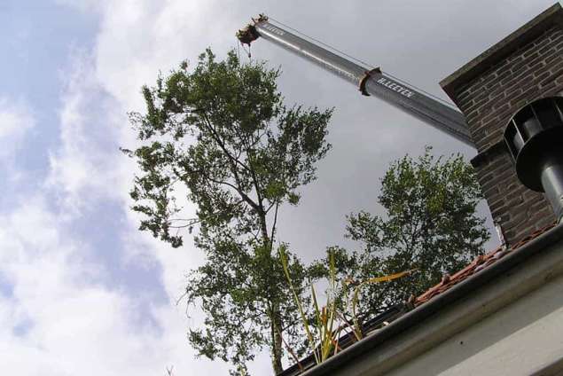 wegtakelen boom over het huis snoeien en roooien van bomen alles soorten van groot tot klein. hovenier